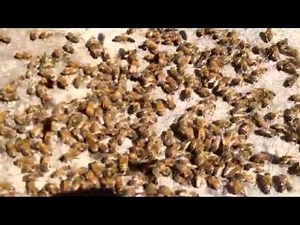 The First Mating Flight I Ever Witnessed - Honey Bee Mating Flight