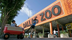 Dallas Zoo welcomes baby gorilla