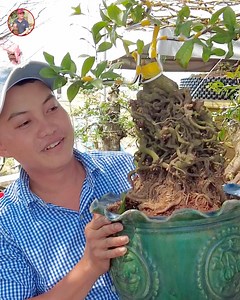 Cây mai 99 năm độc lạ có 1 không 2 ở Tiền Giang #taidiquay #độclạ #ĐỘC | Tài Đi Quay