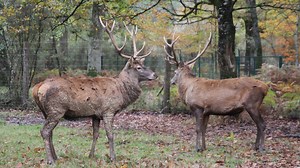 Cerf elaphe : taille, description, biotope, habitat, reproduction