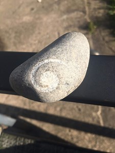 Gastropod Fossil - Etsy UK