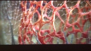 What comes from a hard dick and soft love? Peter says it depends on ur choices. #never #dowhatyougottado #always #dotherightthing #nature #plantmedicine #functionalmedicine #yinyang #420life #420 #homeschool #unschooling | Nature Already Knows, MTHFR | Facebook