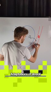 GCSE Biology - Adaptations of alveoli #joedoesbiology #myedspace #biology #gcse #myedspacebiology | Myedspace Biology