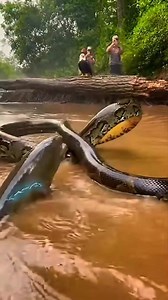 93K views · 520 reactions | Python vs electric eel 勞 #wildlife #animals | cross Sheldon | Facebook