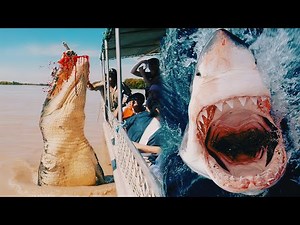 The Most DANGEROUS ANIMALS In Australia