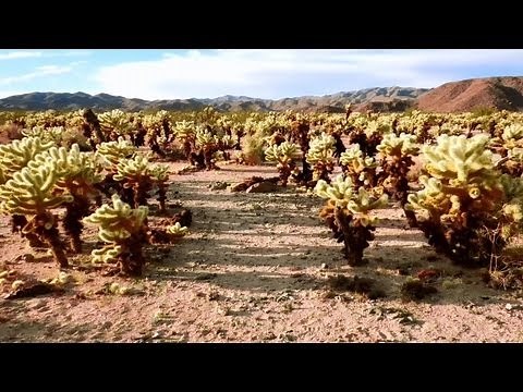 Cholla Cactus Garden Trail, Joshua Tree National Park, California