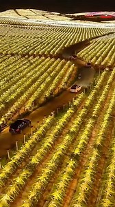 457K views · 3.2K reactions | "LED Lights Boost Dragon Fruit Production in Vietnam" #DragonFruit #VietnamFarming #OffSeasonHarvest #LEDTechnology #AgriculturalInnovation | Satisfying Videos | Facebook