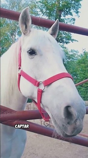 You won't believe why horses show their teeth #funfacts #animals #horses