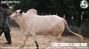 GULF CATTLE FARM❤️💣💯 ❤️😘❤️House Of Dhani Bulls ❤️🔥 #GUlfCattleFarm #GulfCattleFarmOfficial Deals in Sale Purchase of All Qurbani Animals ❤️❤️BAKRA || BULLS || BAIL|| Dumba❤️❤️ ❤️Khoobsoorat|| Healthy || Vaccinated❤️ 💯Hygenic Enviroment Visit Along With Your Family Safe And Sound Enviroment😌😌😊 Join Us On UTUBE CHANNEL|| Facebook || Instagram PAGE OF QURBANI ANIMALS MANDI Updates,Dera Updates and Much more...... For More Info plz Contact Us || Abid Hussain 923055277900 Tahir Rasheed 923108