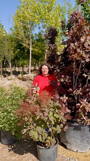 WHAT’S HOT ON THE LOT [Smokebush are looking gorgeous and we’re highlighting the Grace Smokebush] | Superior Garden Center