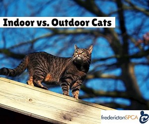 1.9K views · 18 reactions | Fredericton SPCA on Reels | Facebook