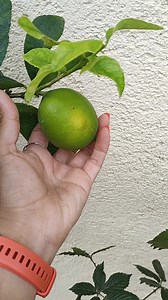 #domingodecosecha Hoy toca cosechar limón persa en maceta Es un...