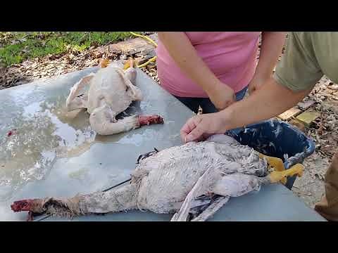 How To Process A Goose