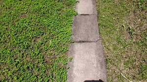 Bogor, Java Occidental, Indonesia. 21 de: video de stock (totalmente libre de regalías) 3911685831 | Shutterstock