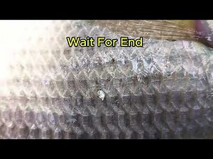 I Caught a MONSTER Fish in My Local River and Here's What Happened