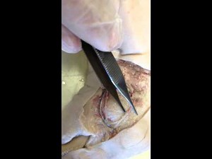 Fetal Pig Dissection: 3.1 - Salivary Glands