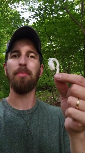 5.3K views · 430 reactions | Ghost Pipe - Natural Pain Reliever #fyp #foryou #foraging #outdoors #survival #medicinalplants #ghostpipe #indianpipe #tincture #edibleplants #selfreliance #painrelief #bushcraft #naturalmedicine | Bushcraft Life | Facebook