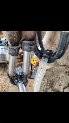 cow milk machine