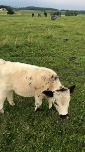 👑 SIR KING JASPER 👑 Ready for it….#scottishhighlands #minicow #sirkingjasper👑 #highparkbull #swifty #taylorswift #waitforit | Tina Eisenhut