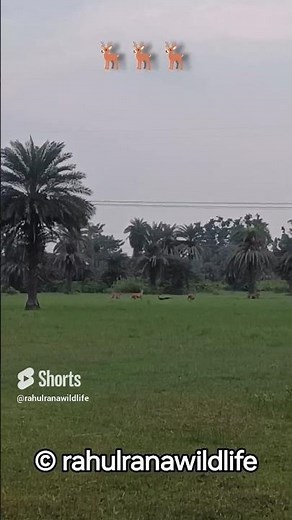 Spotted Deer Warning Call 🦌 #wildlife