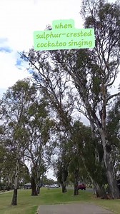 8 comments | The sulphur-crested cockatoo (Cacatua galerita) is a relatively large white cockatoo found in wooded habitats in Australia. #fyiシ゚viral #fyp #fbreels #reelsfb #virals #fypシ゚ #foryoupage #funnyvideos #viralreelsfb #teamkauwagen | Mary Ann Watts | Facebook