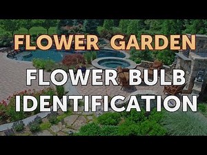 Flower Bulb Identification