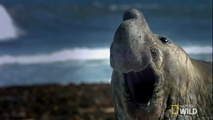 83K views · 521 shares | These fully-grown, four-ton elephant seals battle it out for the right to mate with a harem of females. #WorldsDeadliest | National Geographic Animals | Facebook