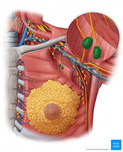 Thoracic and mediastinal lymph nodes and lymphatics