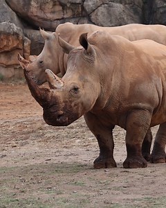 A morning with the crash 🦏 | Nashville Zoo