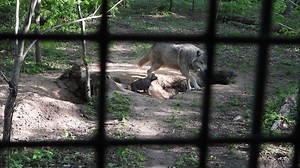 37K views · 2.3K reactions | A short clip of Mush outside his new home. The adults are constantly checking on the pups and scent checking the area and the ground around the den to see if any intruders have visited the area. | Shalom Wildlife Sanctuary | Facebook