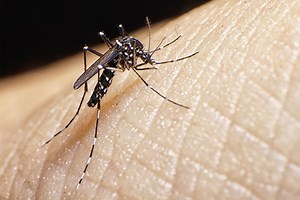 Maryland health department confirms 1st human case of West Nile virus this year - WTOP News