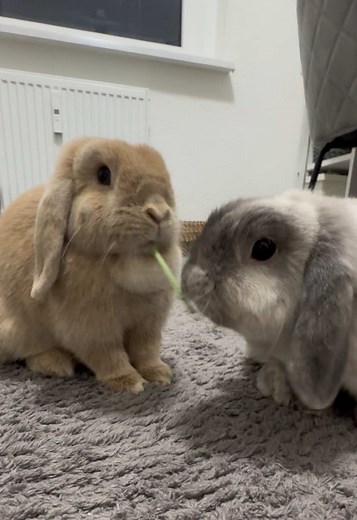 Bunny Care Guide: How to Care for Your Pet Rabbit