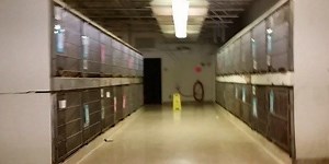 Cleveland's public safety director adds interim chief animal control officer to list of duties