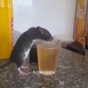 39K views · 652 reactions | Drunk Mouse | Inspirit | Facebook