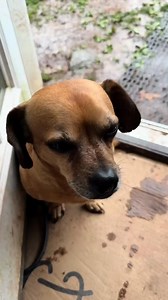 Minion trades chores for treats @Open Farm Pet #openfarmpartner #theoneandonlyminion #springcleaning #smalldog | Oneandonlyminion