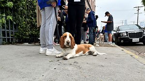 Pets of homeless people on Skid Row get free checkups