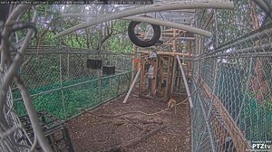 1.3K views · 25 reactions | More monkey mayhem over at Dania Beach Monkey Sanctuary this #laborday on FloridaMonkeyCam.com 藍藍藍 #monkeys #monkeyseemonkeydo #snatchnrun | PTZtv | Facebook