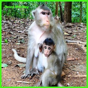 This lil Monkey throws a tant.ru.m crying temper angry at mommy and eat milk!! | RESEP Monkey