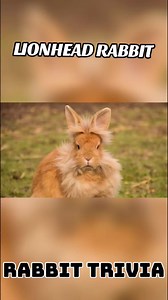 24 reactions · 98 shares | RABBIT TRIVIA!!! RABBIT NA MALA LION ANG ITSURA LIONHEAD RABBIT #rabbitry #backyardfarming #rabbitlife #rabbitsworldwide #rabbit #bunnyrabbit #bunny #rabbitfarming | Leo Astrero LM Backyard | Facebook