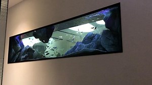 2700 liter Malawi - room dividing tank #aquadecor | Aquadecor