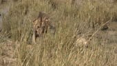 Accouplement des lions dans le parc national d’Amboseli, Kenya