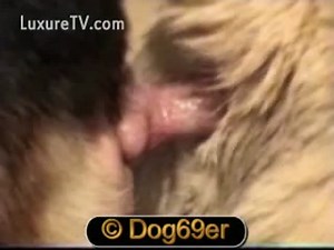 Up close video of two dogs screwing each other with the help of their breeder