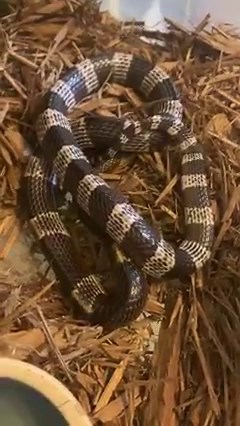 Malayan krait ( Bungarus candidus) burrowing around in substrate today. | Kentucky Reptile Zoo