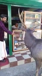 ഒന്നു നാട് കാണാൻ പുറത്തേക്ക് ഇറങ്ങിയതാ.. കേഴ മാന്‍ വാഴച്ചാൽ നിന്നുളള അത്യപൂർവ്വ കാഴ്ച😍😍😍 ഷെയർ ചെയ്യണേ | Paper Cafe Media