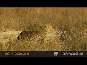 Hyenas dog leopard