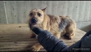❗SOS❗ BOI SIĘ NAWET ODDYCHAĆ ‼️ SOS❗ PILNIE POTRZEBNA POMOC DLA Niki‼️ SIKA POD SIEBIE ZE STRACHU...💔💔 LUDZKI DOTYK PARZY JĄ JAK ŻYWY OGIEŃ...💔 😥😥CAŁE ŻYCIE SPĘDZIŁA W SCHRONISKU 😥😥 Nika - od zawsze jej domem była buda i kojec w schronisku.. Jako małe szczenię trafiła do schroniska z mamą i siostrą. Mamie staruszce udało się w końcu znaleźć dom, a jej biedne córeczki nadal czekają na ratunek w schronisku... 😪💔 Jest śmiertelnie przerażona. Cień psa! Boi się nawet oddychać...😰 Widziałam 