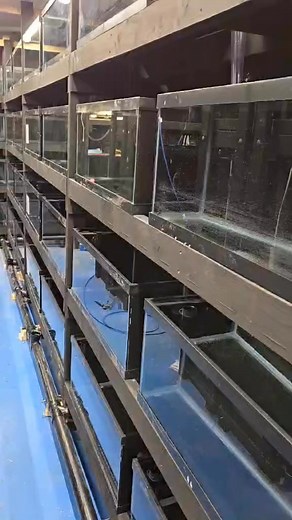 28 tanks, drain valves and overflow installed and connected to the drain pipe | Angel Skalar