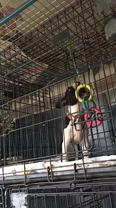 Boston Terriers on Reels