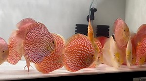It’s getting HOT in here! A tank full of beautiful red discus ❤️ Goldenstatediscus.com Or Text/call Lynda @ 916-257-5334 | Golden State Discus