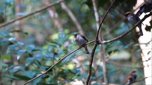 9.6K views · 762 reactions | Silver-breasted Broadbill (Serilophus lunatus) | BIRDS & Nature | Facebook